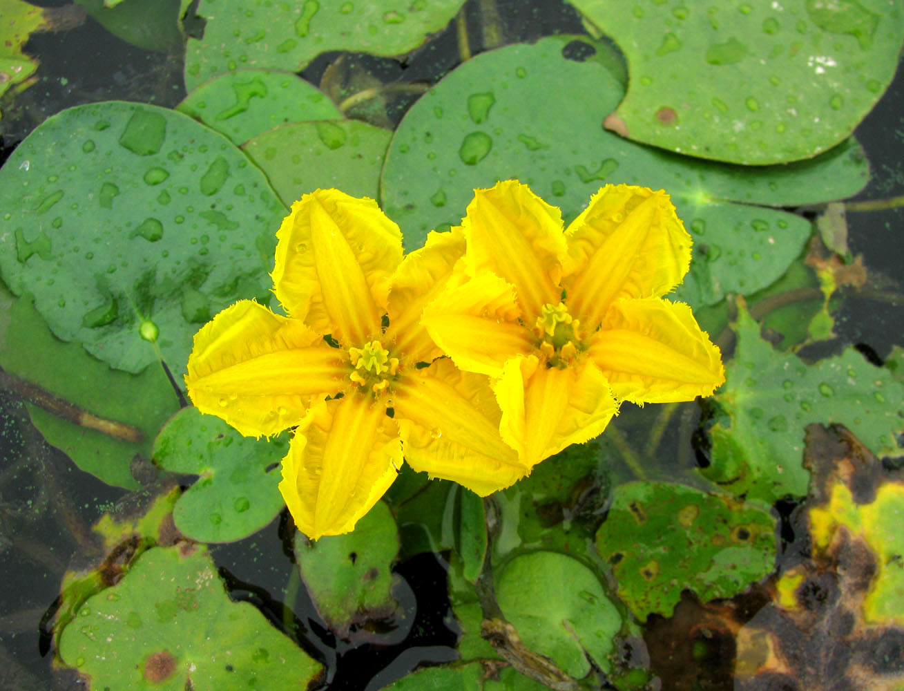 Image of Nymphoides peltata specimen.