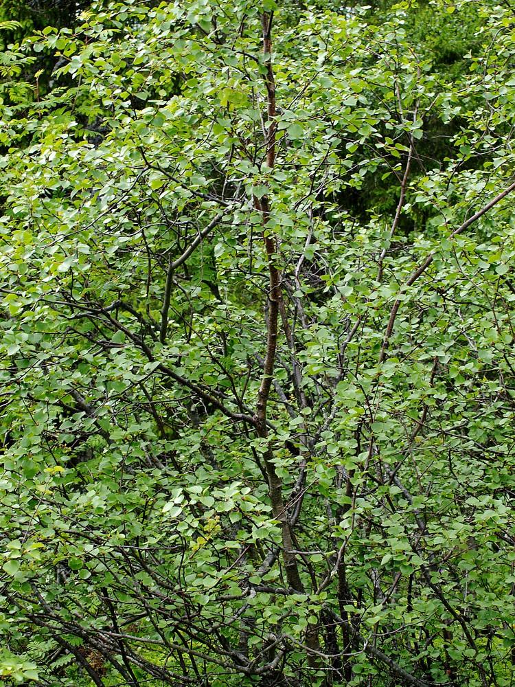 Image of Betula czerepanovii specimen.