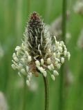 Plantago lanceolata. Зацветающее соцветие. Смоленская обл. Смоленский р-н, окр. дер. Жарь. 09.06.2011.