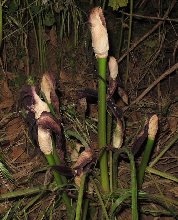 Изображение особи Arum dioscoridis.