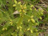 Picea ajanensis. Верхушка молодого растения. Хабаровский край, Ванинский р-н. 09.06.2006.