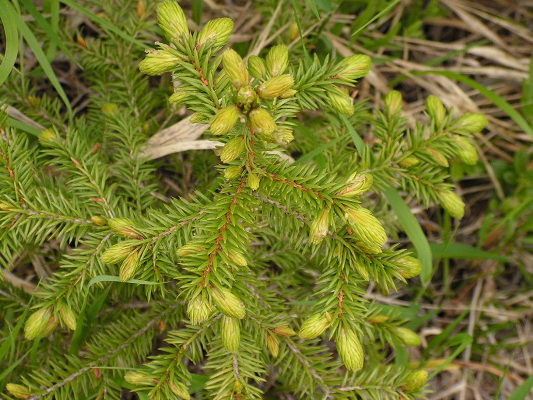 Image of Picea ajanensis specimen.