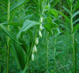 Polygonatum × hybridum. Цветущее растение. Московская обл., Раменский р-н, окр. дер. Хрипань, просека под ЛЭП. 01.06.2001.