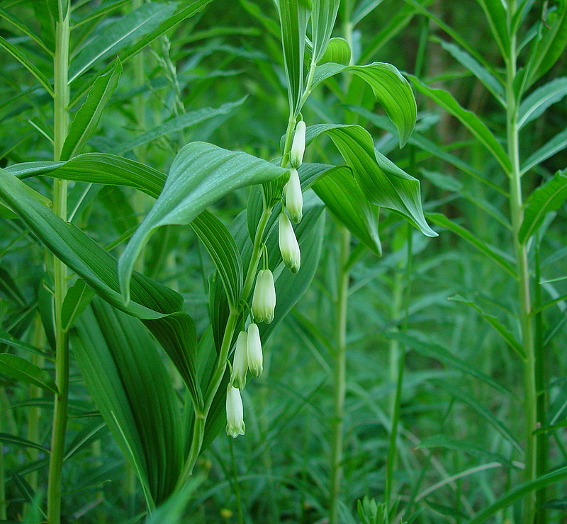 Изображение особи Polygonatum &times; hybridum.