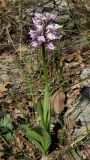 Orchis simia