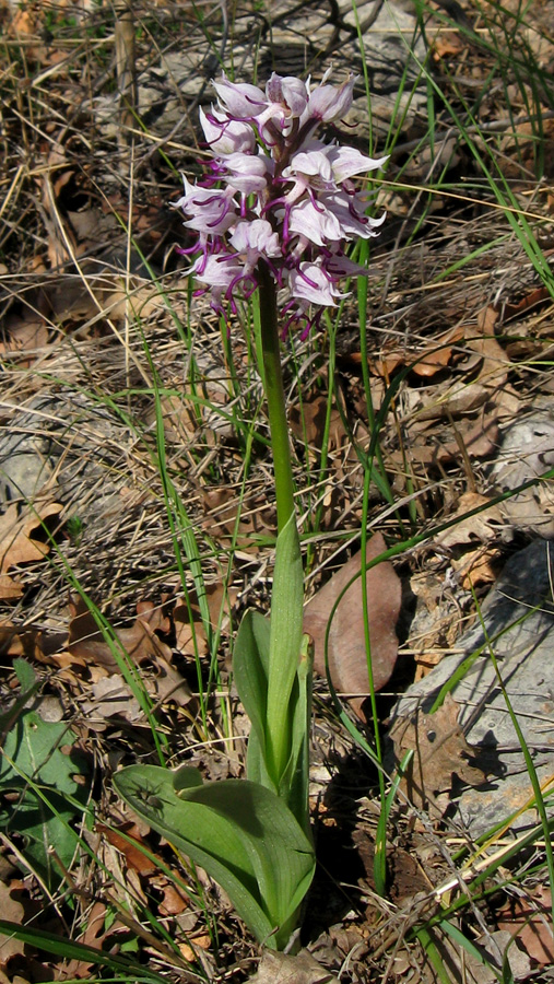 Image of Orchis simia specimen.