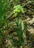 Dactylorhiza romana. Цветущее растение. Крым, гора Северная Демерджи, западный склон, дубовый лес. 2 мая 2012 г.