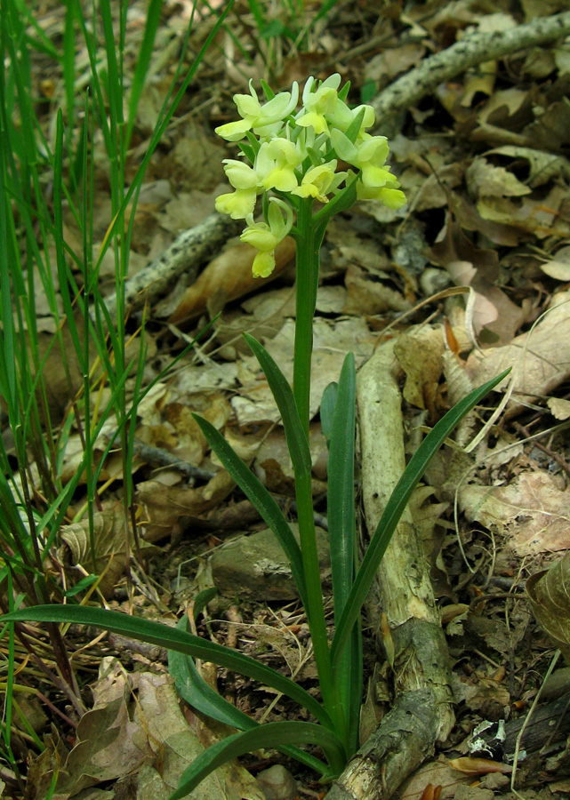 Image of Dactylorhiza romana specimen.