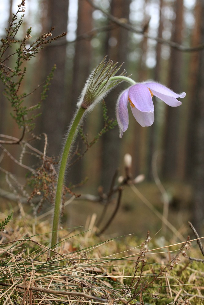Image of Pulsatilla patens specimen.