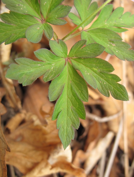 Image of Anemone amurensis specimen.