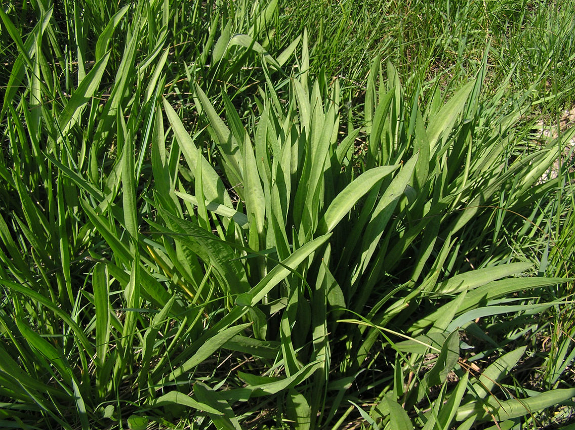 Image of Scorzonera parviflora specimen.