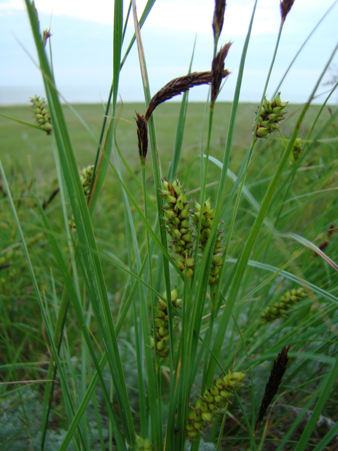 Изображение особи Carex melanostachya.