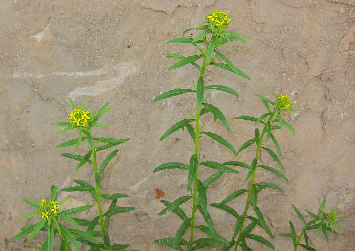 Image of Erysimum cheiranthoides specimen.