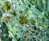 Medicago × varia