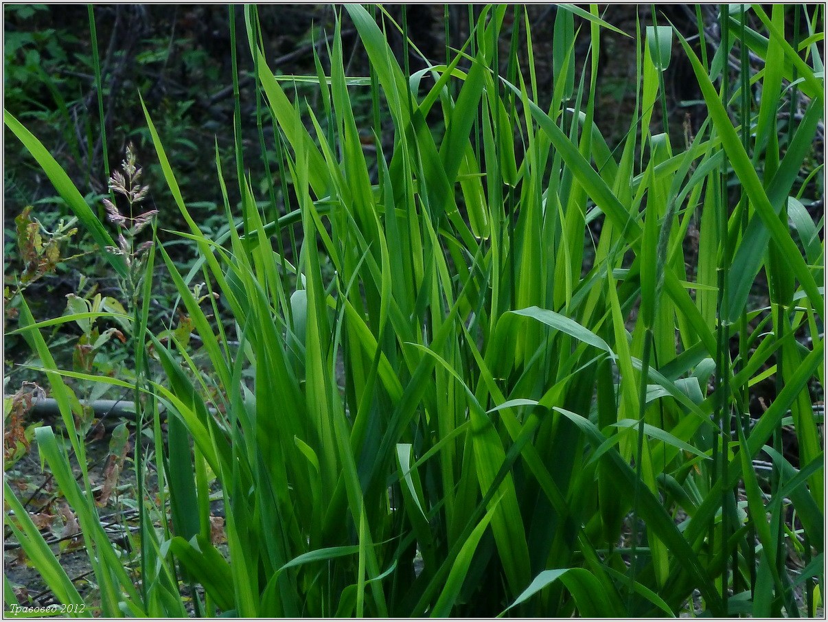 Изображение особи Phalaroides arundinacea.