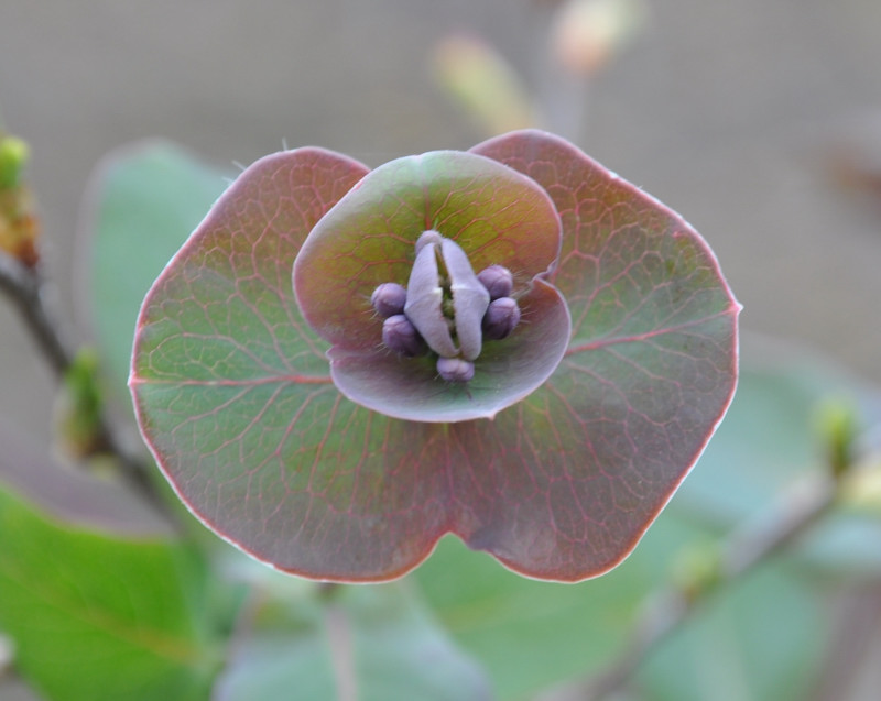 Image of Lonicera implexa specimen.