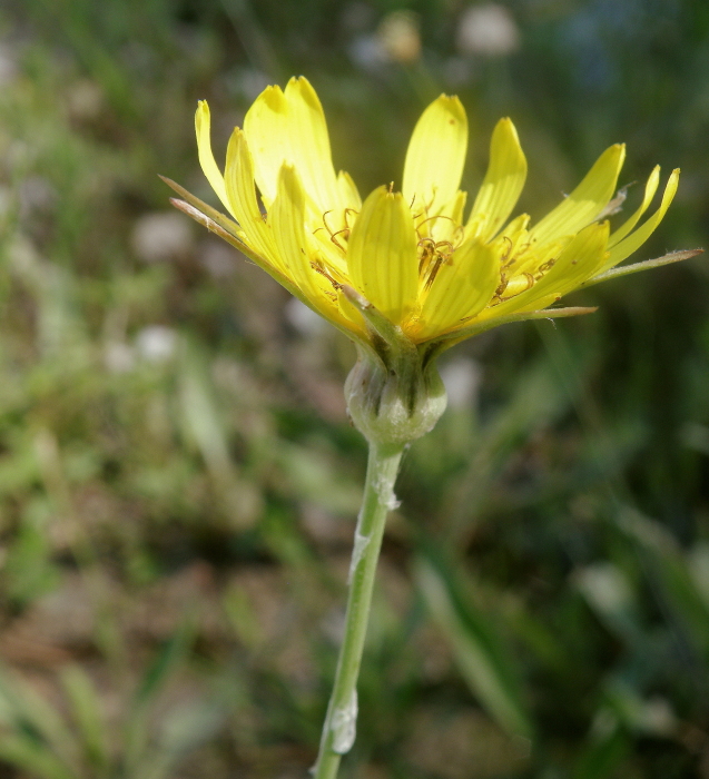 Изображение особи Tragopogon dasyrhynchus.