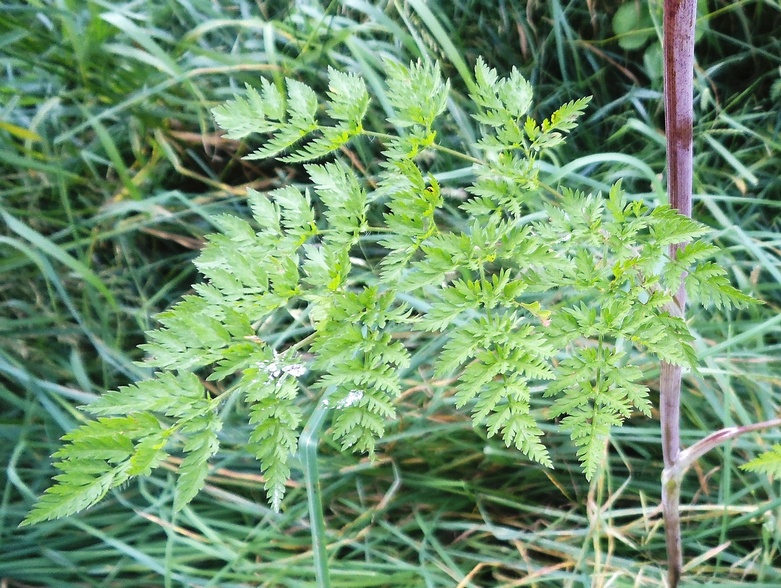 Image of Chaerophyllum bulbosum specimen.