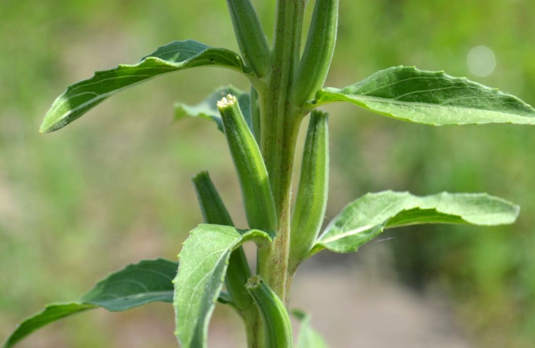 Изображение особи Oenothera depressa.