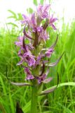 View full-size image Dactylorhiza incarnata