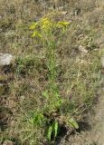 Senecio jacobaea. Цветущее растение. Крым, окр. Феодосии, Лисья бухта. 9 июля 2012 г.