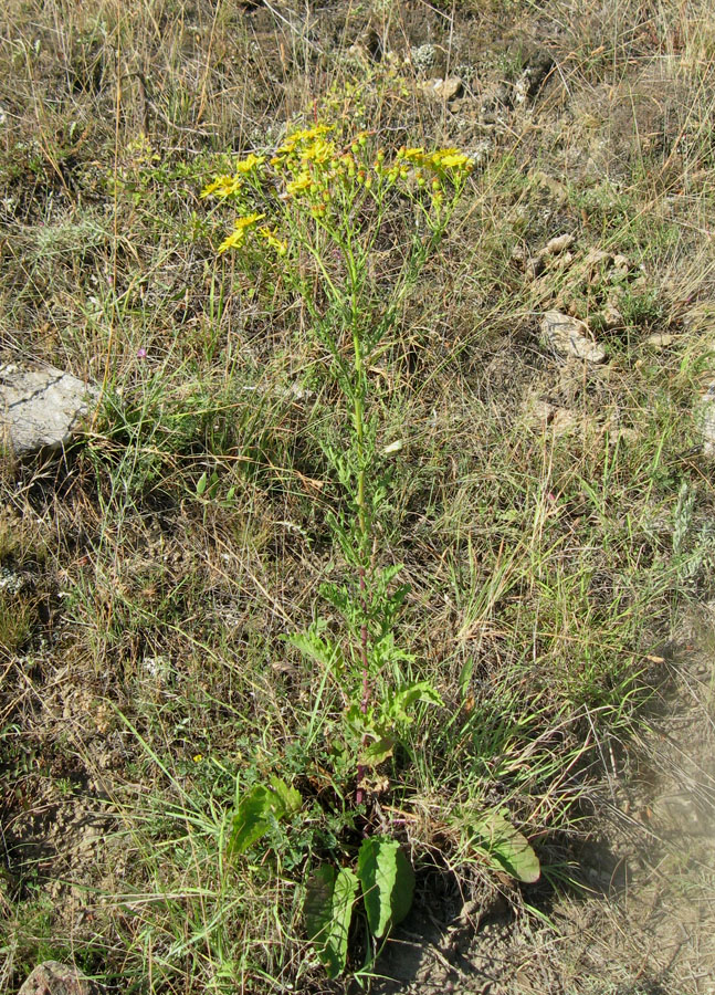 Изображение особи Senecio jacobaea.