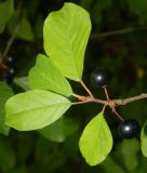 Frangula alnus