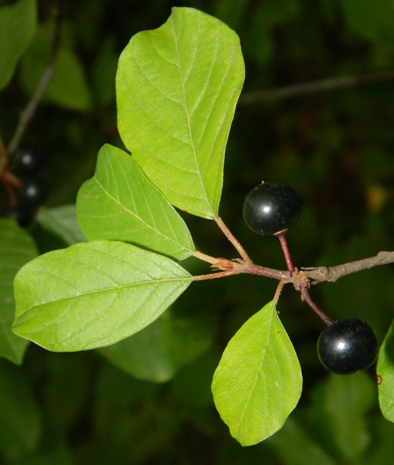 Image of Frangula alnus specimen.