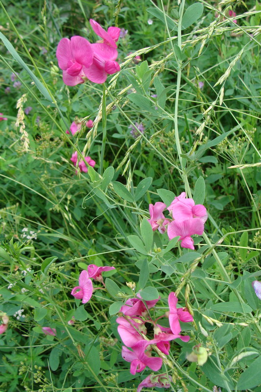 Изображение особи Lathyrus tuberosus.