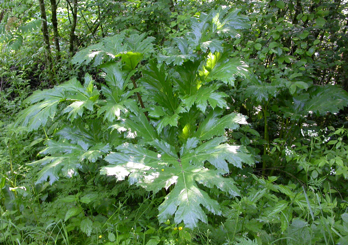 Image of Heracleum sosnowskyi specimen.