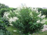 Hydrangea paniculata. Цветущее растение. Украина, Киев, Национальный ботанический сад. 15.08.2011.