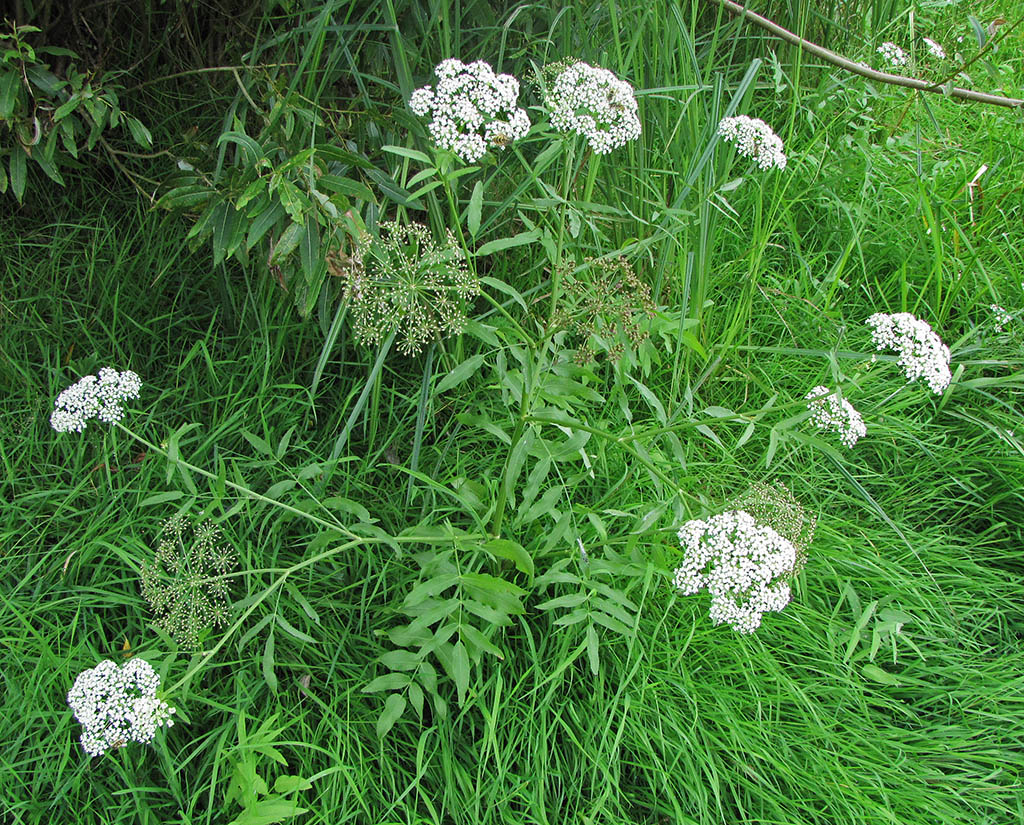 Изображение особи Sium latifolium.