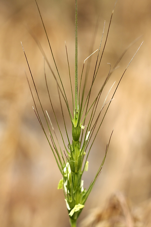 Изображение особи Aegilops triuncialis.