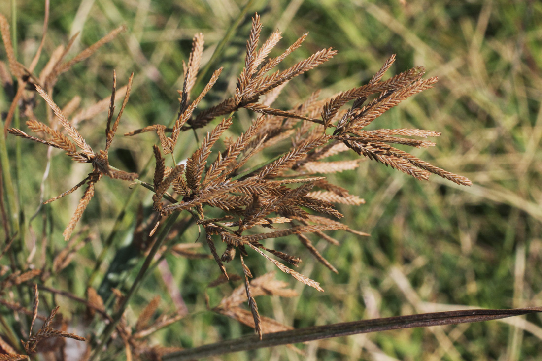 Изображение особи Cyperus longus.