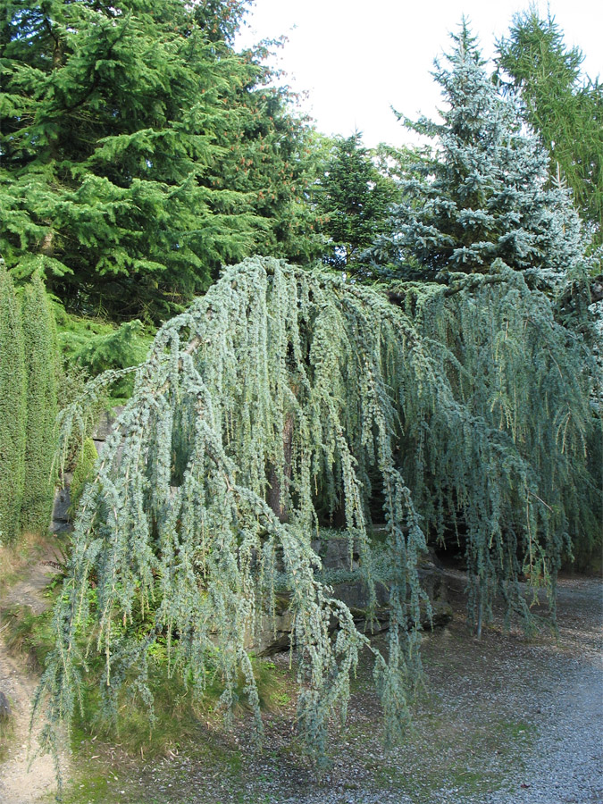 Image of Cedrus atlantica specimen.