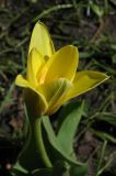 Tulipa kaufmanniana