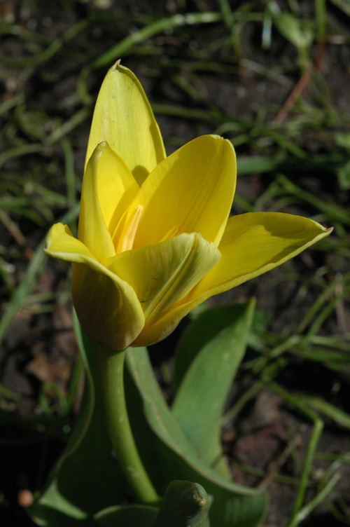 Image of Tulipa kaufmanniana specimen.