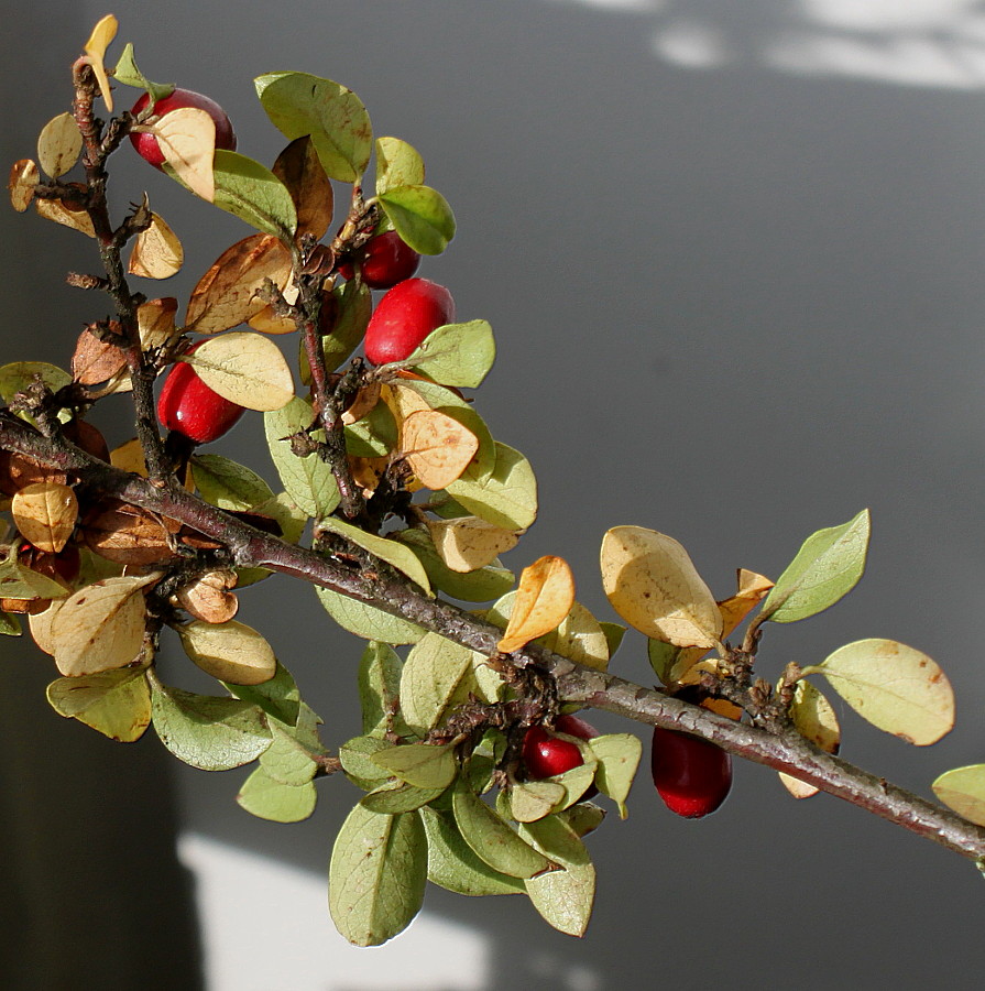 Image of Cotoneaster divaricatus specimen.