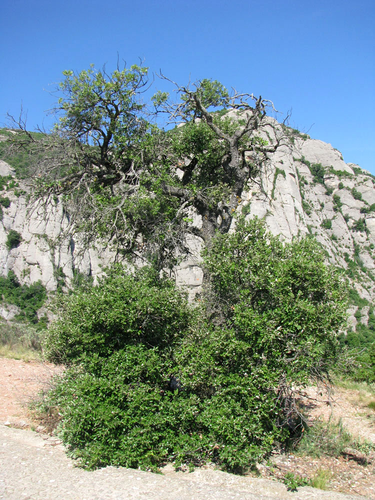 Изображение особи Quercus suber.