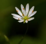 Stellaria graminea