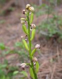 Orchis punctulata. Верхушка соплодия. Israel, Upper Galilee, Ya'ar Hanita. 11.02.2006.