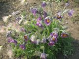 Pulsatilla vulgaris