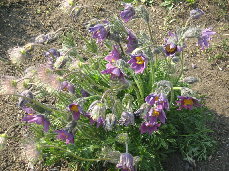 Изображение особи Pulsatilla vulgaris.