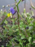 Viola lavrenkoana