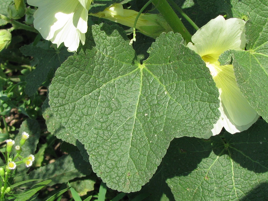 Image of Alcea rugosa specimen.