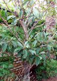 Eriobotrya japonica. Плодоносящее дерево. Хорватия, Истрия, пос. Баньоле, во дворе дома. 03.09.2012.
