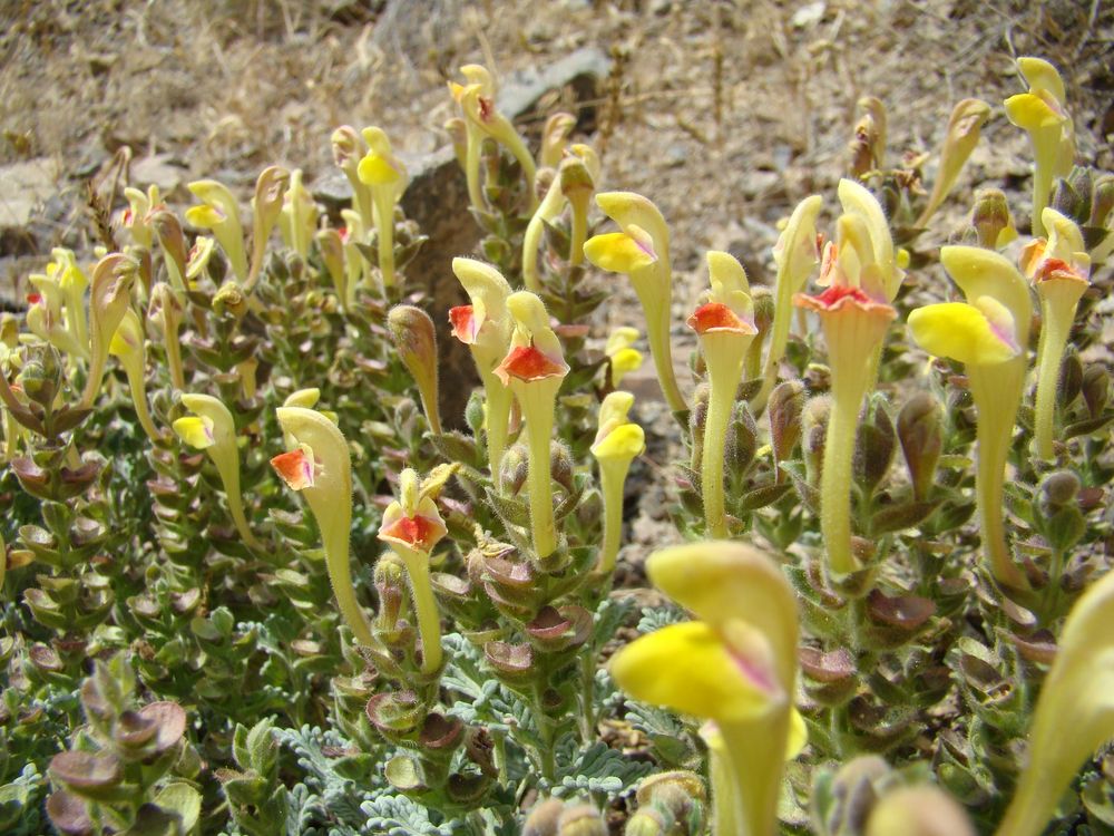 Изображение особи Scutellaria pycnoclada.