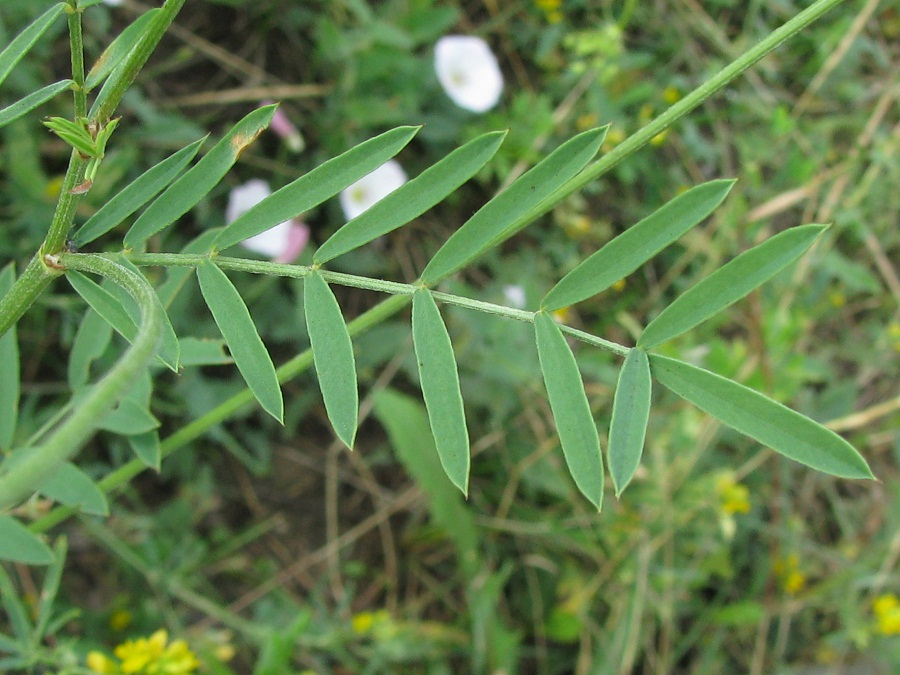 Image of genus Onobrychis specimen.