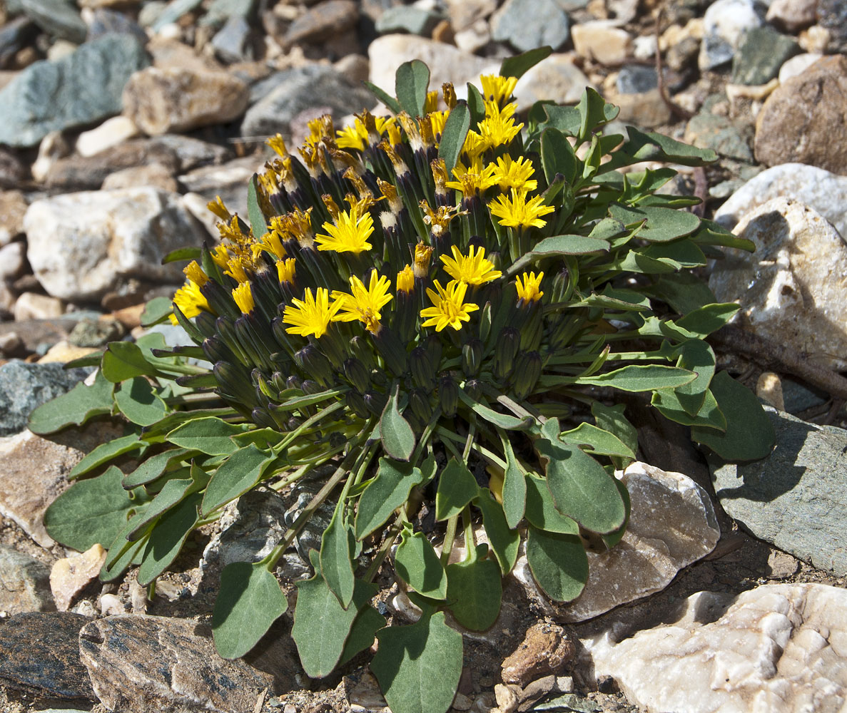 Изображение особи Crepis nana.