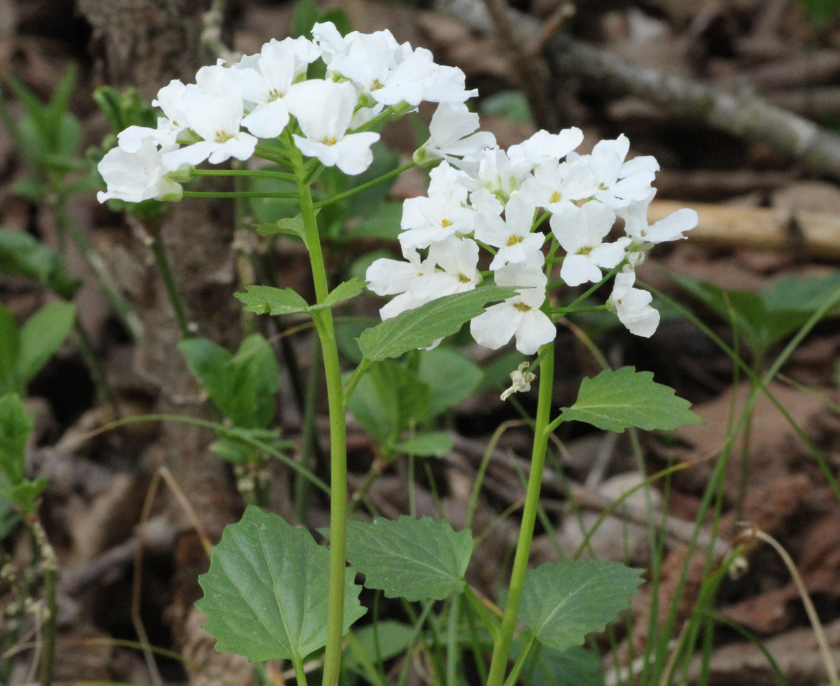 Изображение особи Pachyphragma macrophyllum.